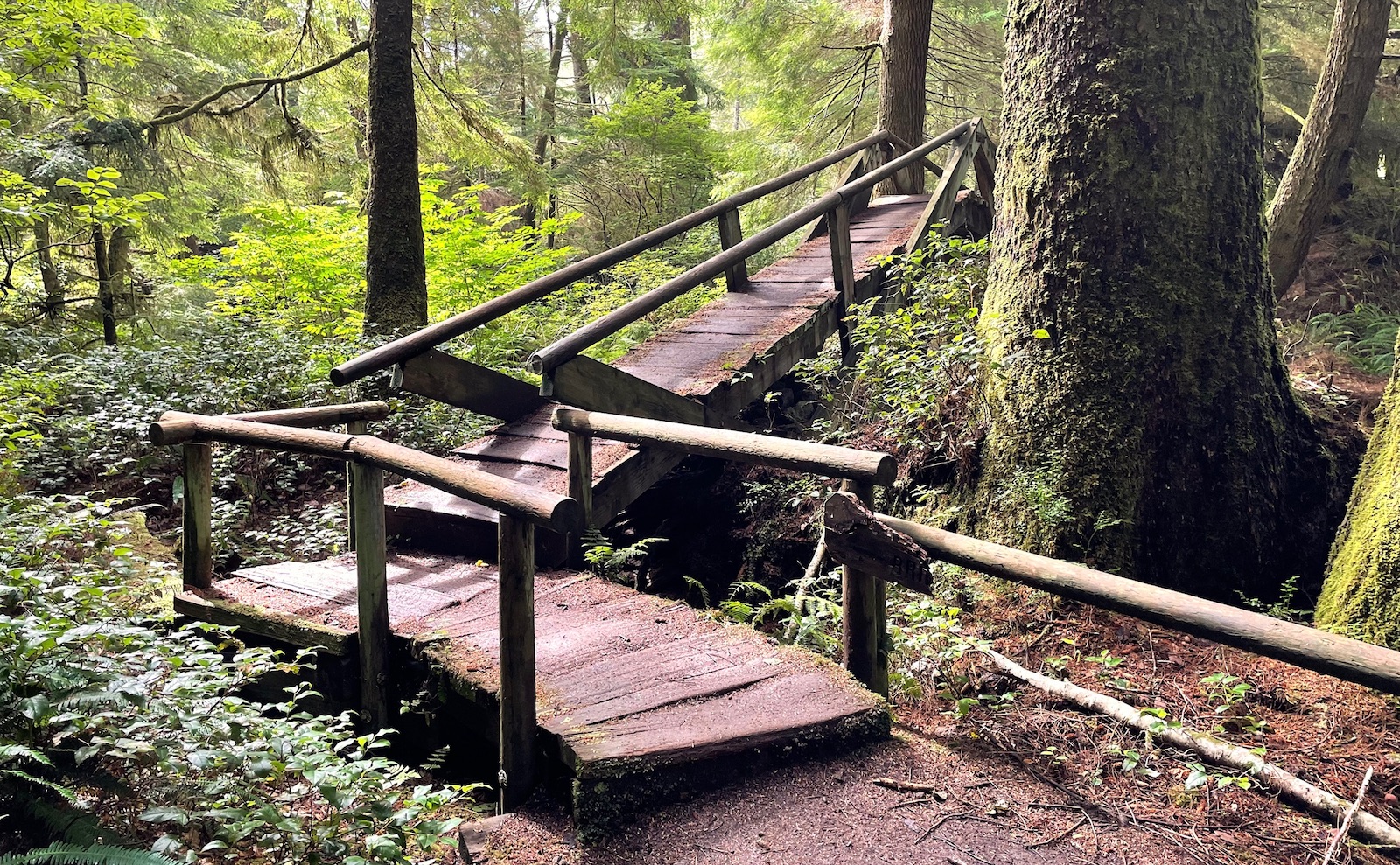 The trail in the forest